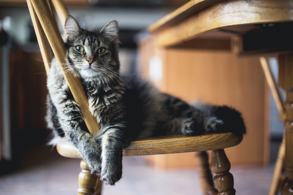 Small cat laying on chair.