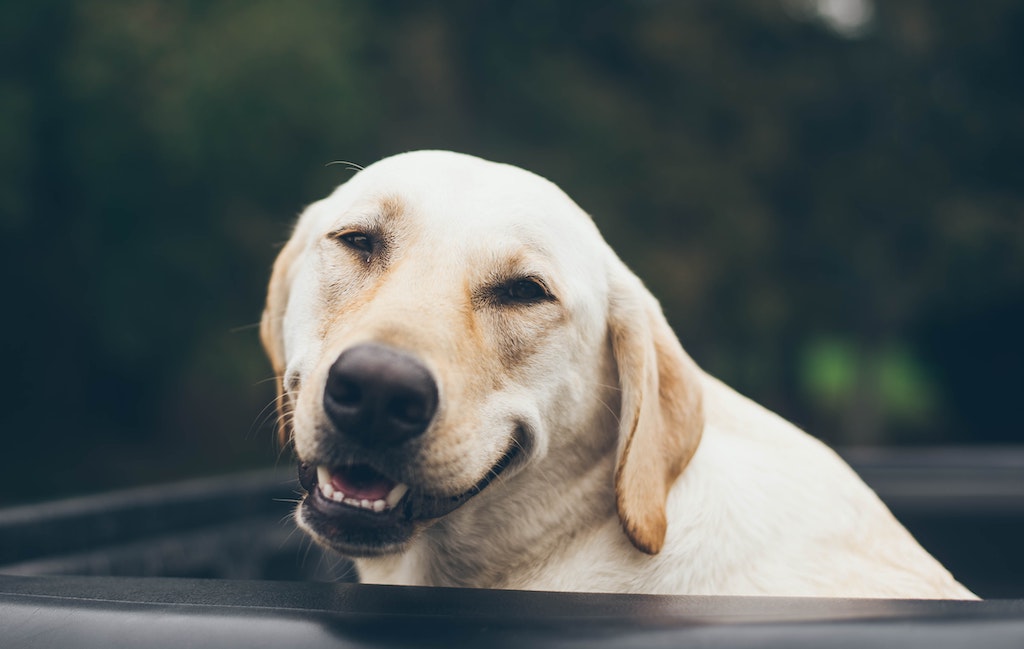 Older yellow lab dog panting.