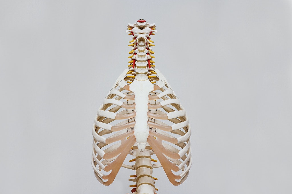 The skeletal model torso of a human