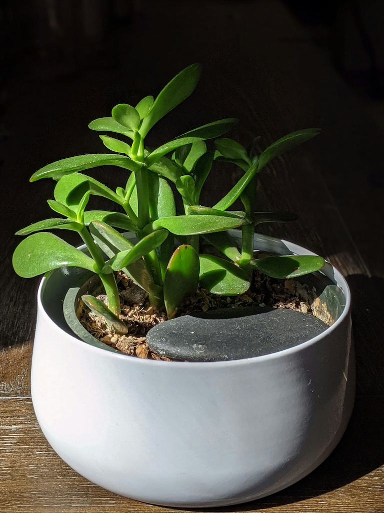 Jade plant on wooden table.