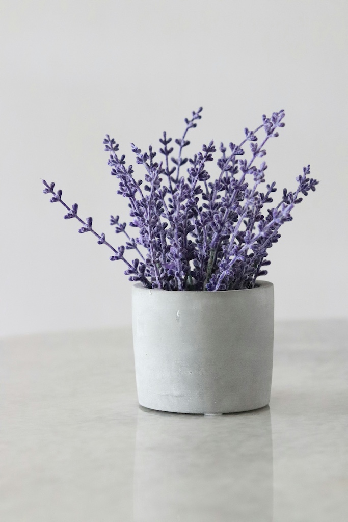 Lavender plant.
