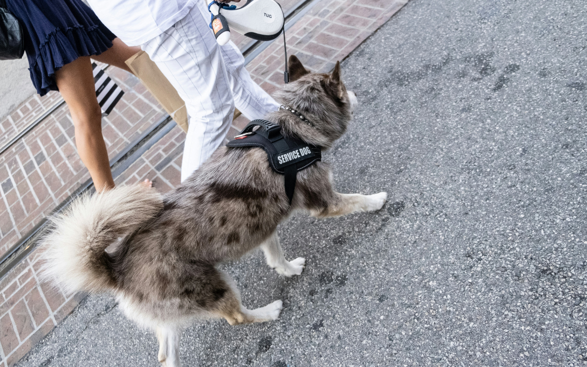 service dog being walked by owner